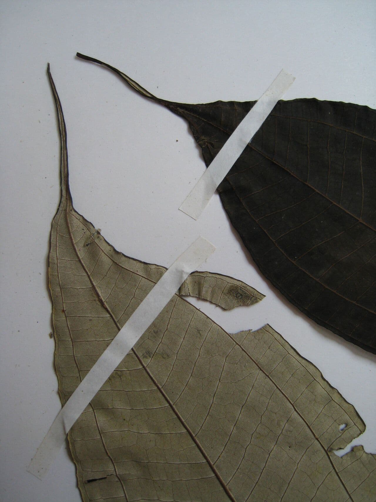 Miconia acuminata