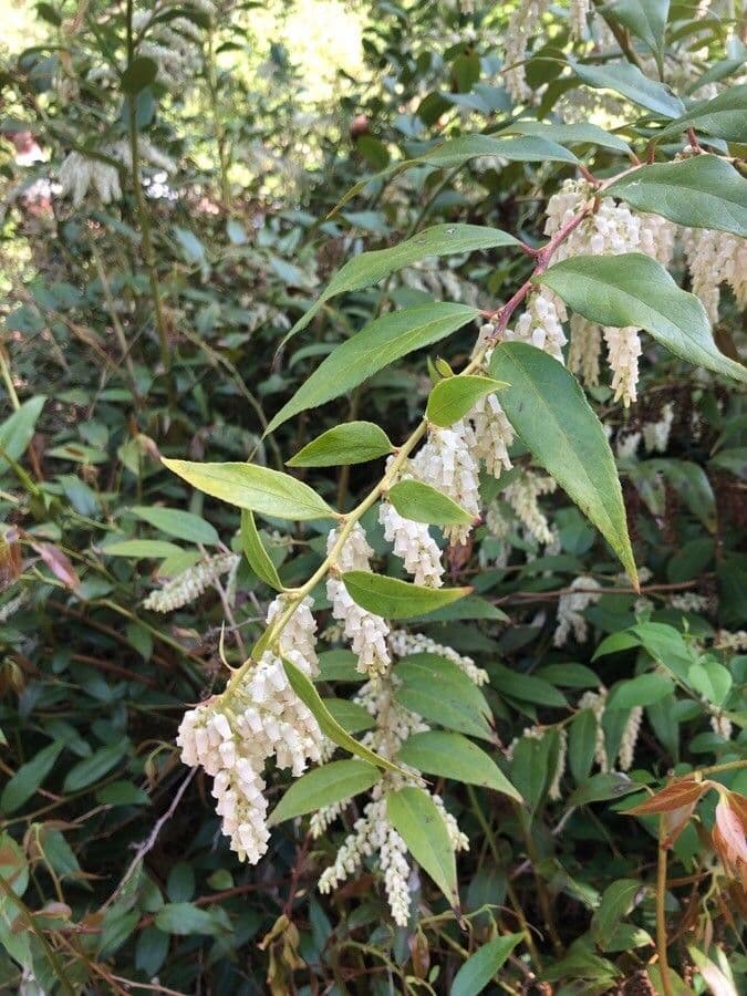 Leukotíe 6