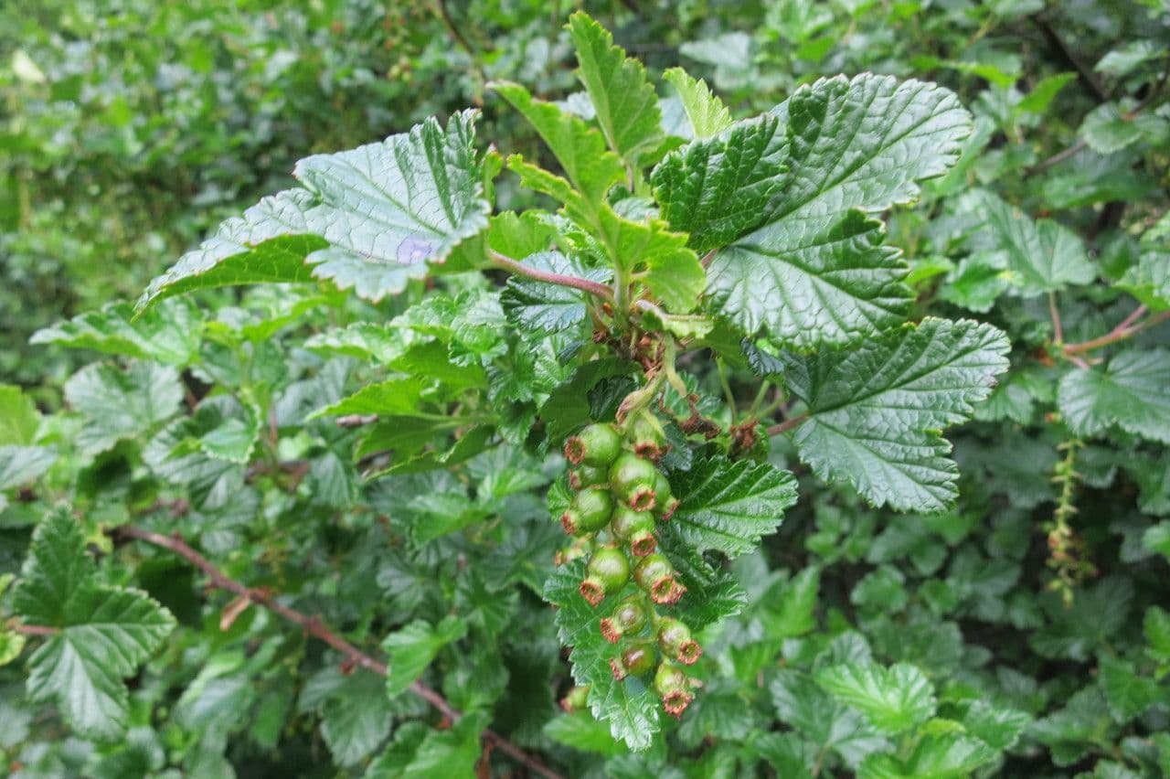 Ribes 19