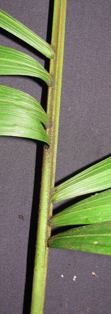 Bactris 10