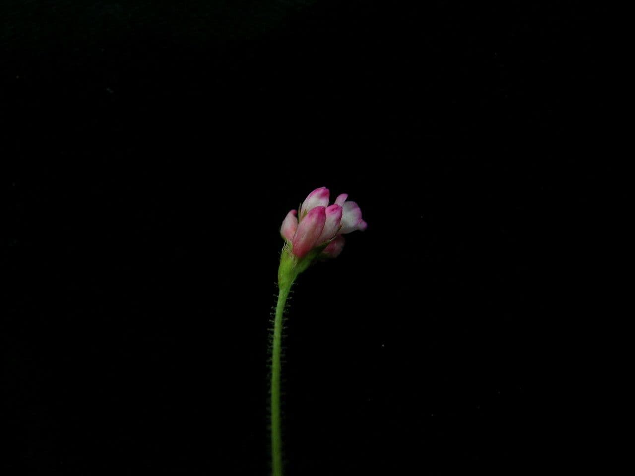 Horčičník drsný 3