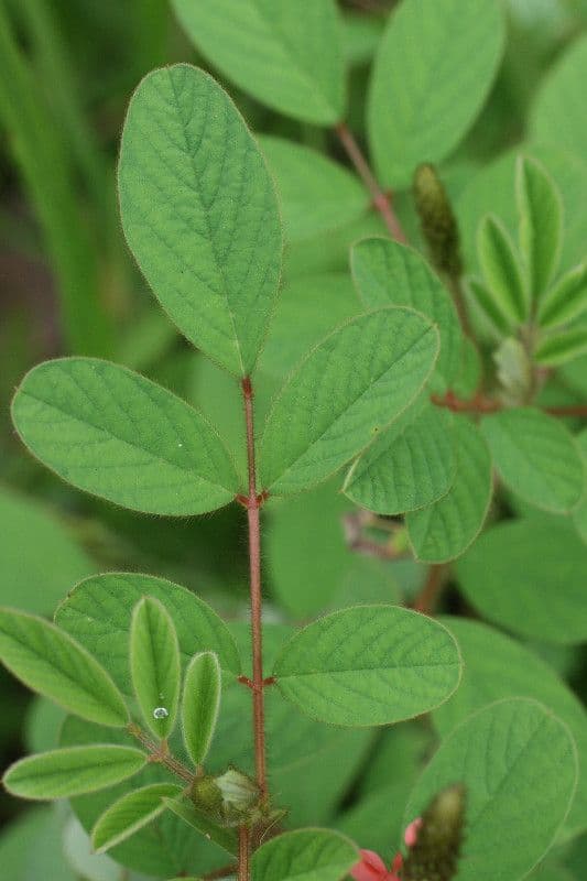 Indigofera 19