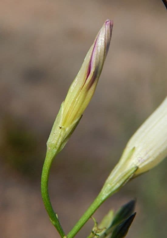 Ipomoea ternifolia 2