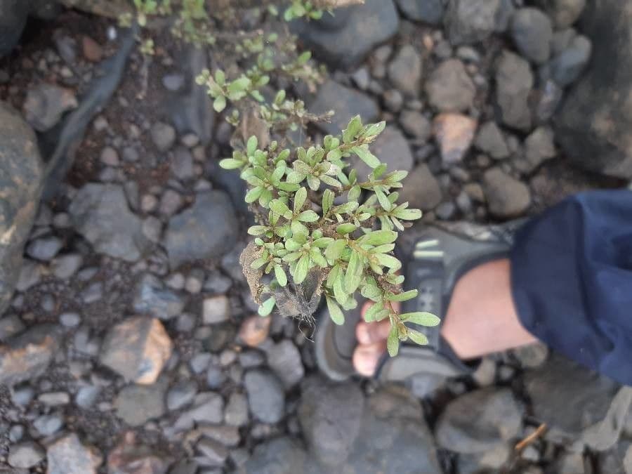 Rotula 4