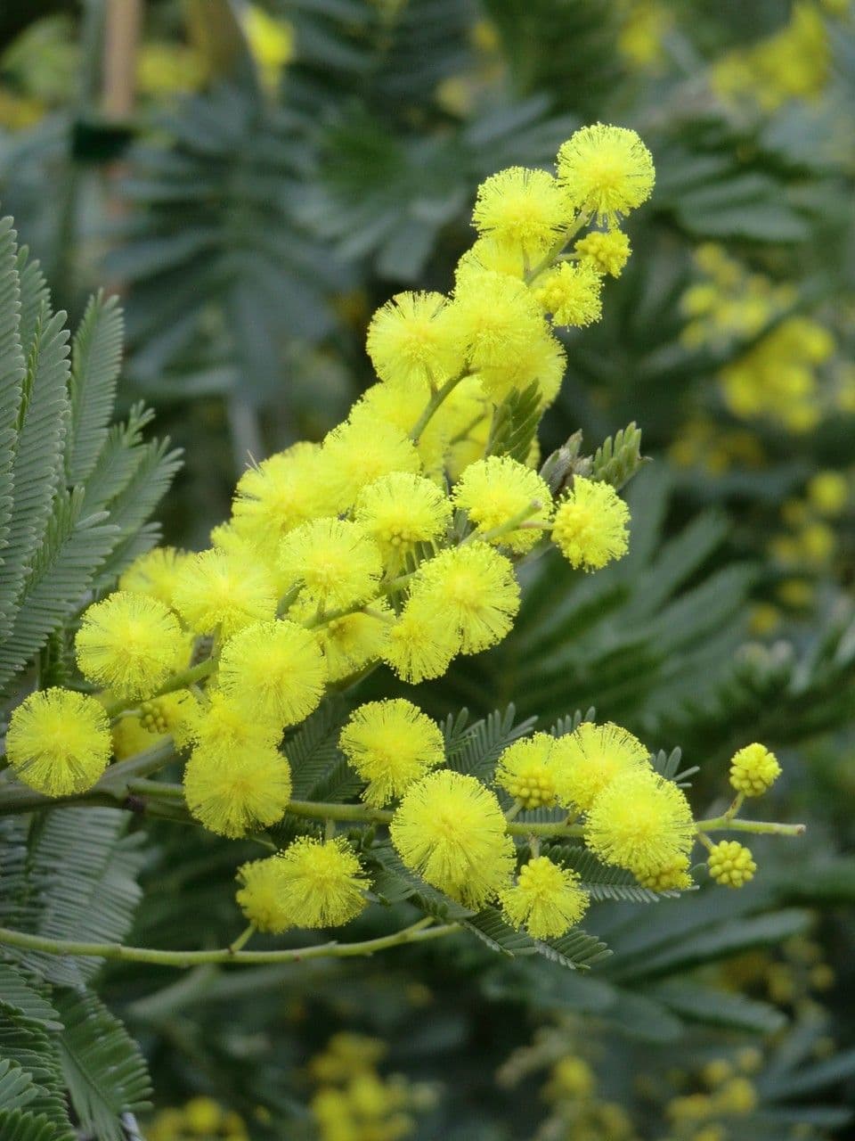 Mimosa 30