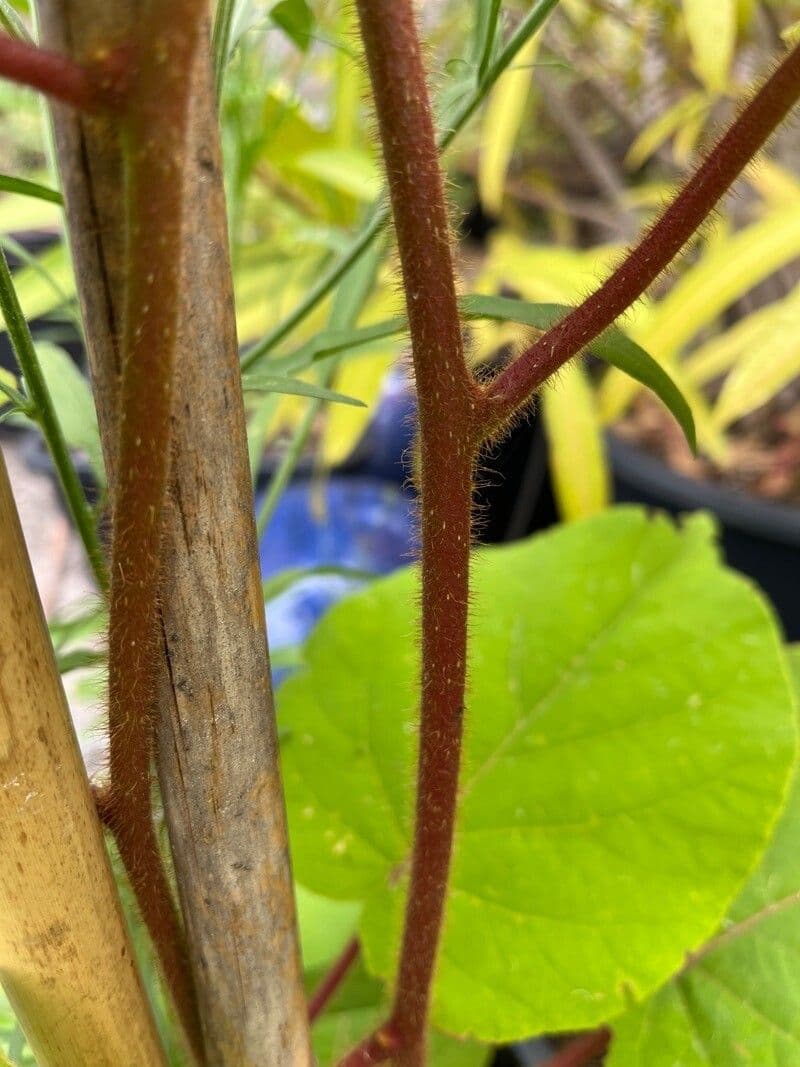 Kiwi dorato 22