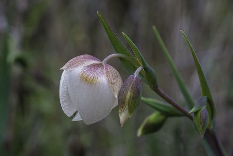 Calochortus 6