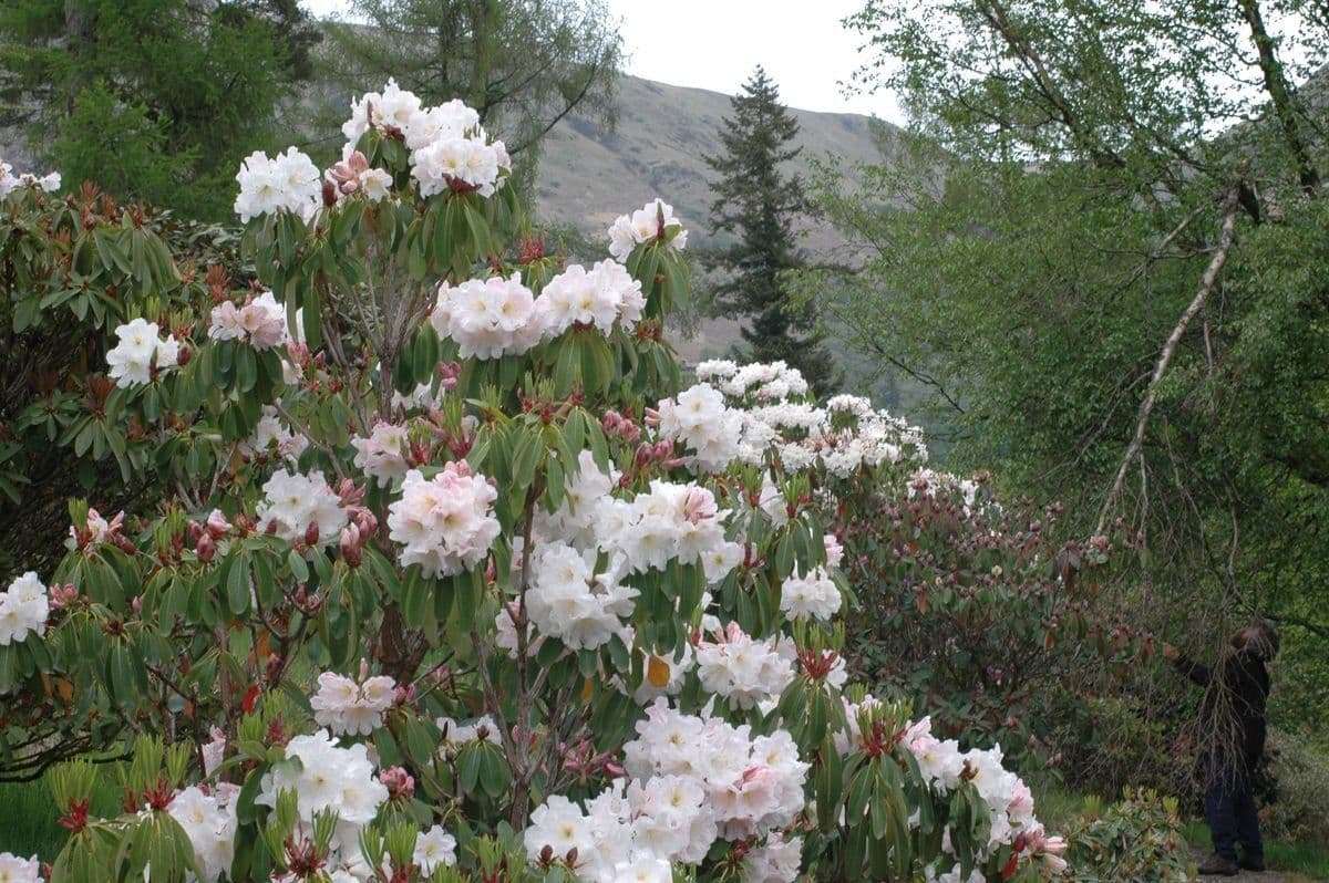 Rhododendron 7