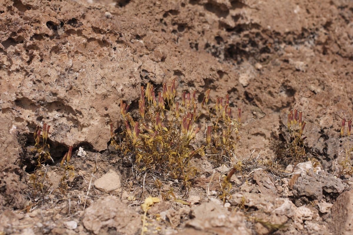 Cempasúchil multiflora 7