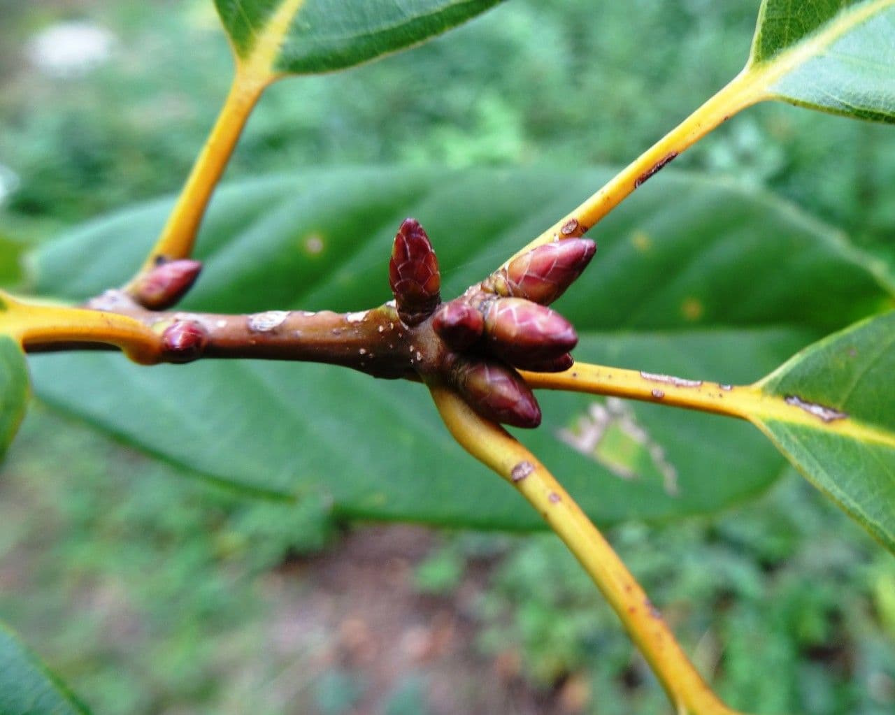 Quercia acuta 6