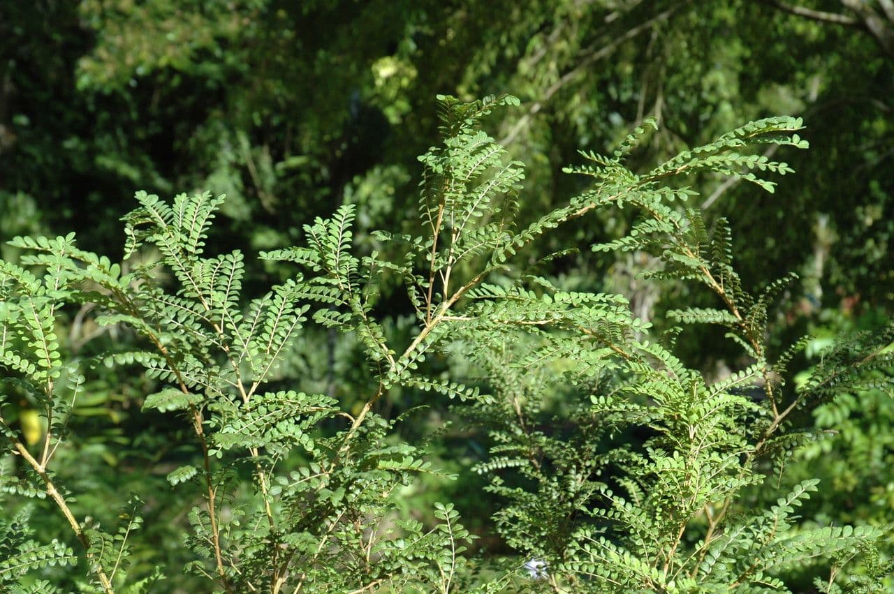 Toromiro Baum