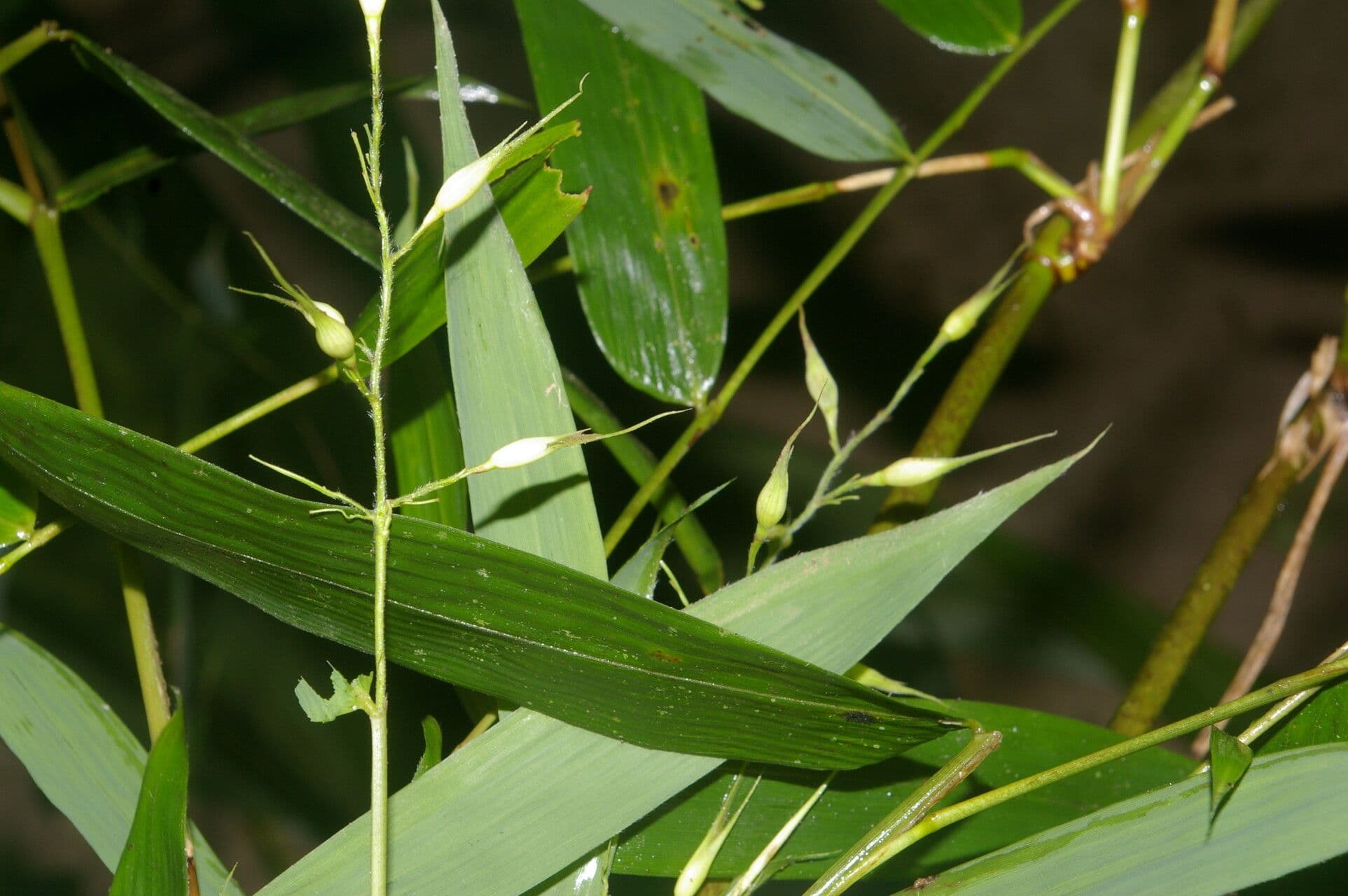 Olyra latifolia