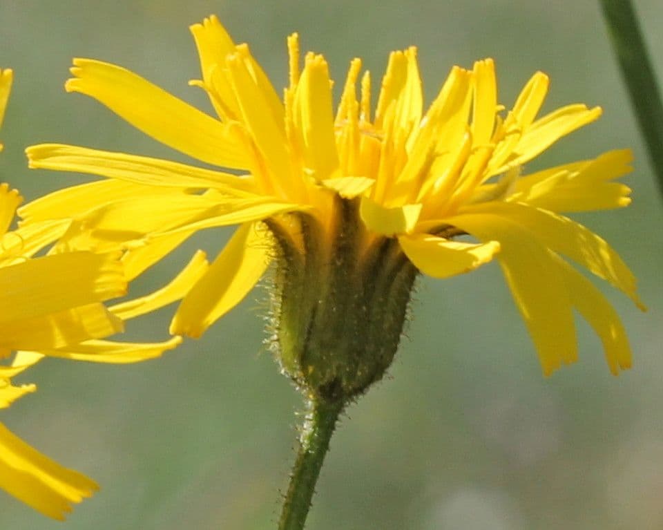 Radicchiella dolcigna 5