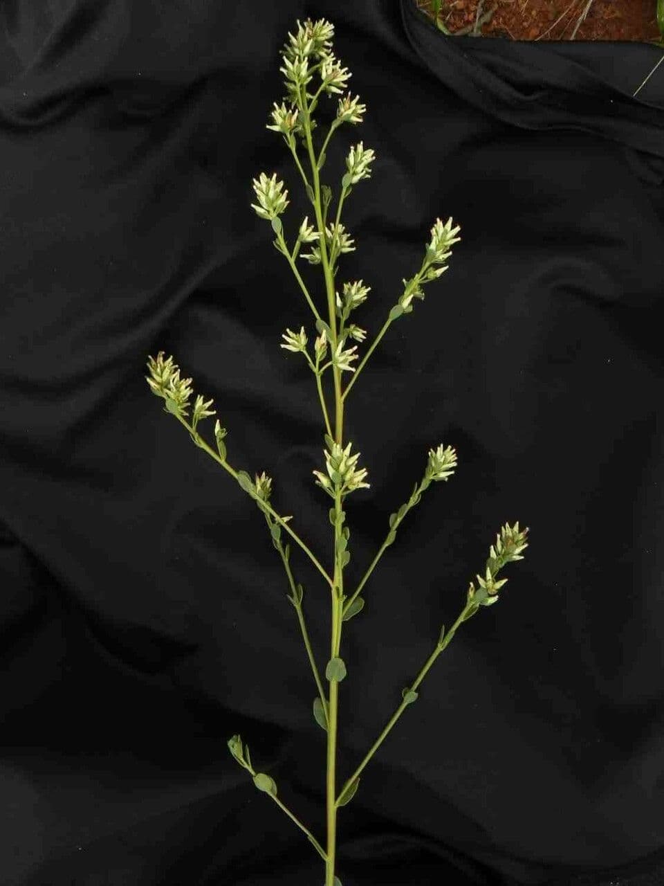 Baccharis subdentata