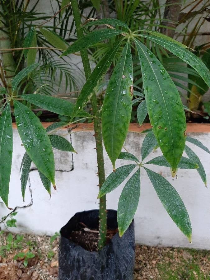 Ceiba 2
