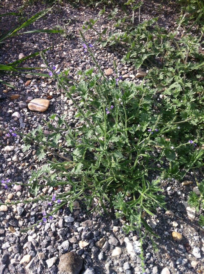 Verbena grigia 9