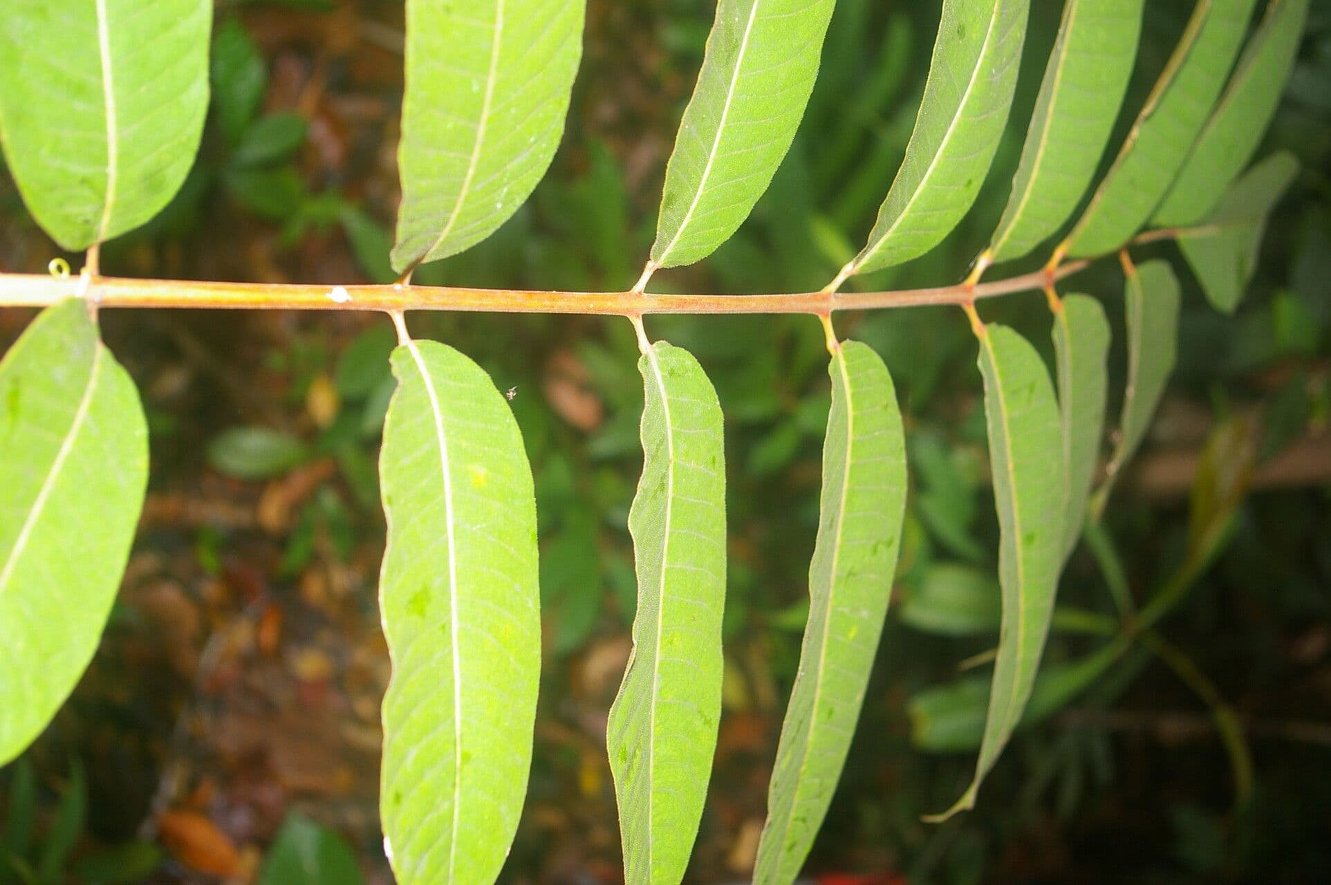 Trattinnickia