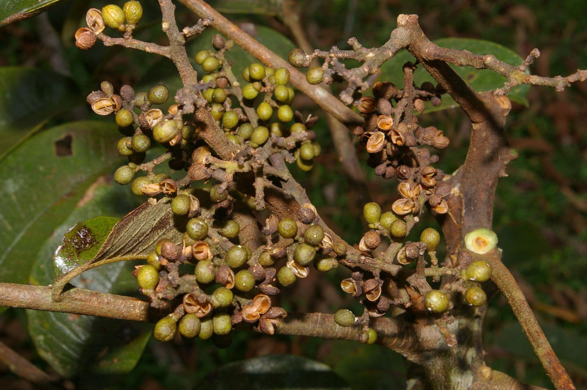 Zanthoxylum 5
