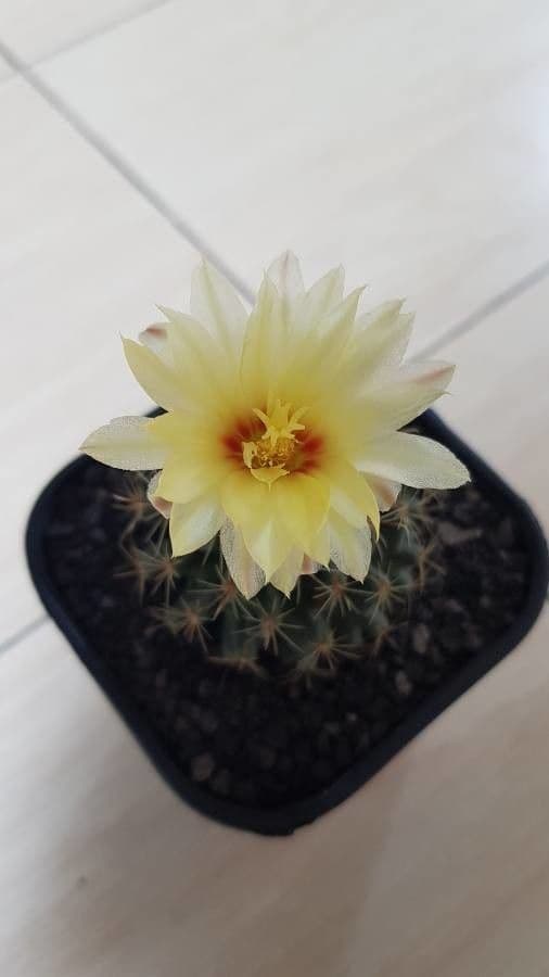 Thelocactus setispinus