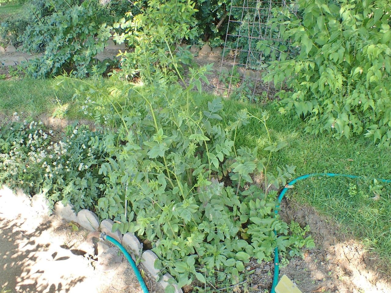 Celer svraštěný 10