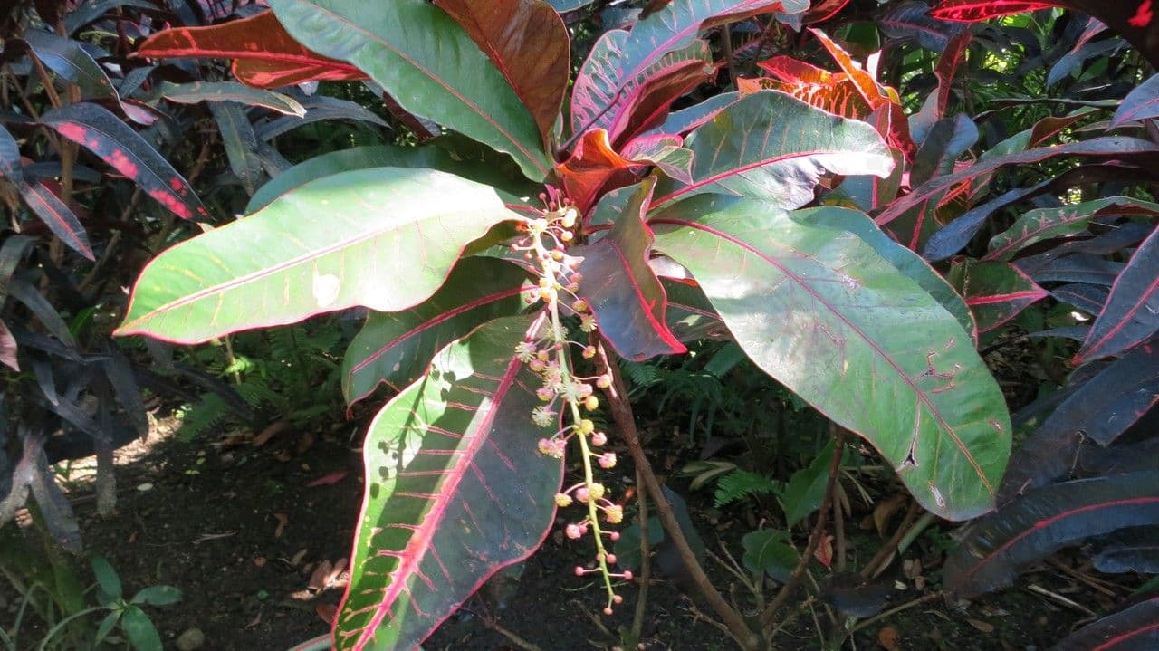 Croton variegato 8
