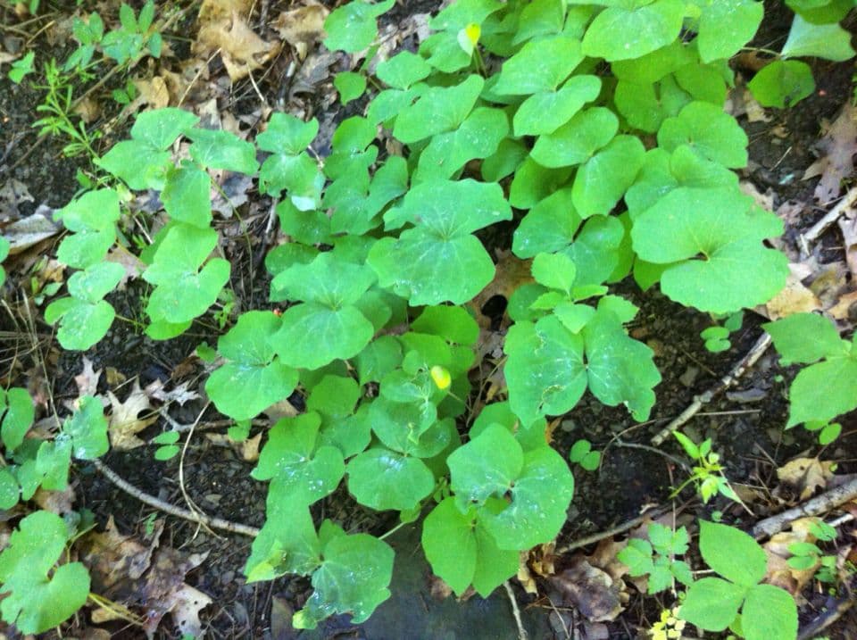 Jeffersonia diphylla 13