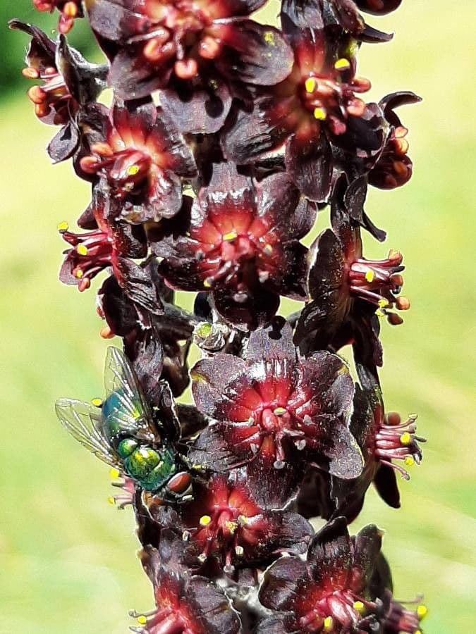 Veratro nero 6