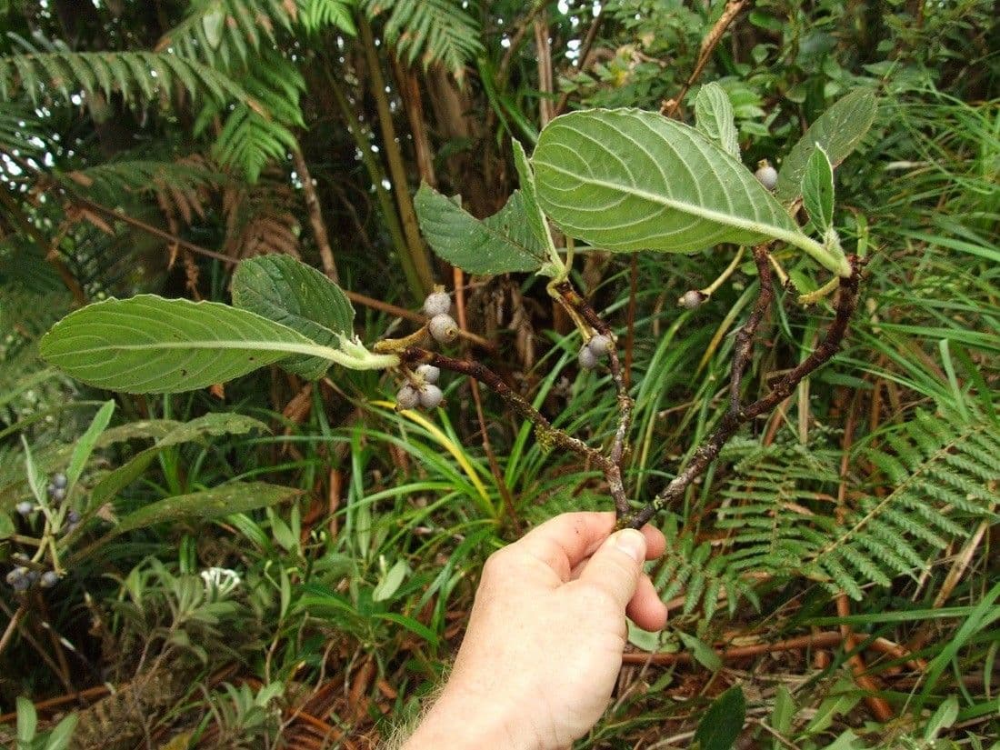 Psychotria 3