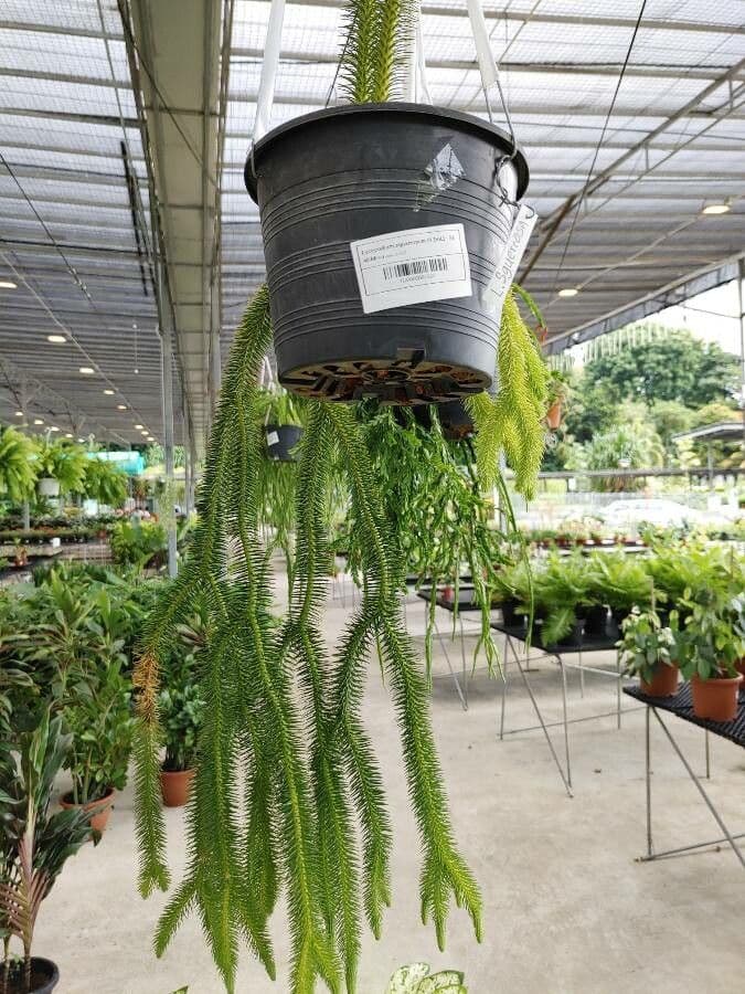 Huperzia squarrosa 8