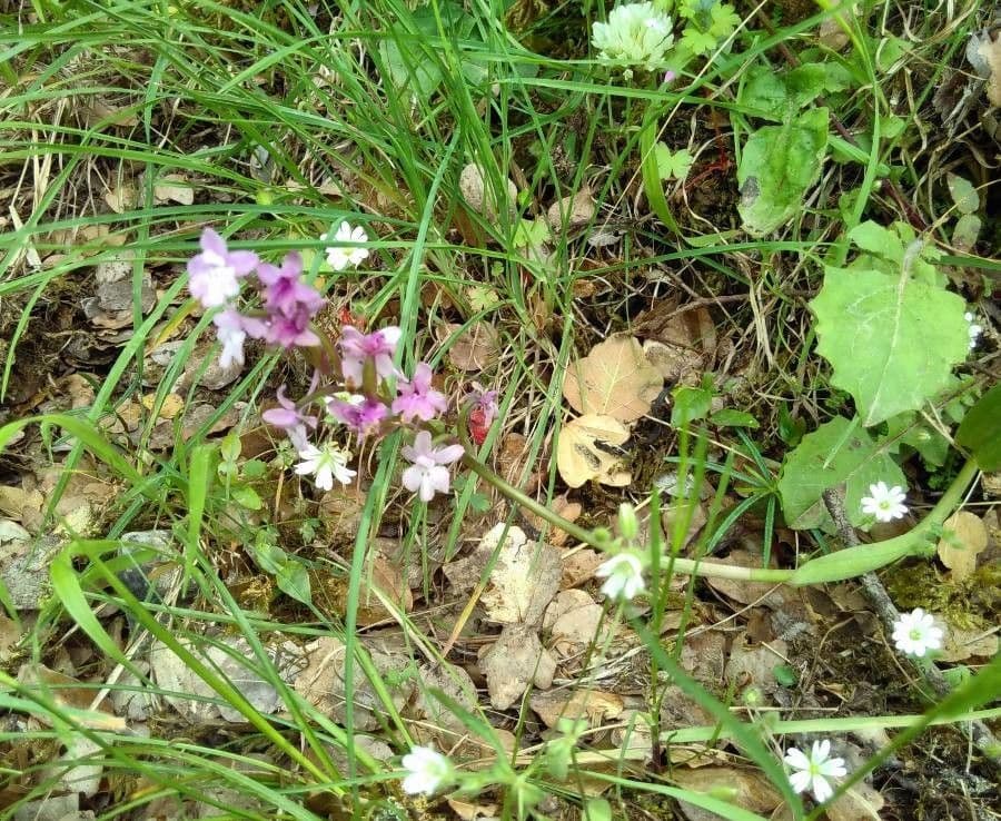 Orchide a quattro macchie 7