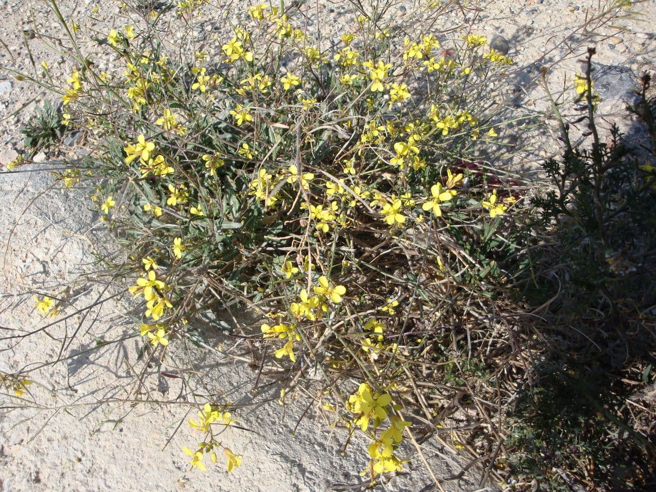 Diplotaxis harra 5