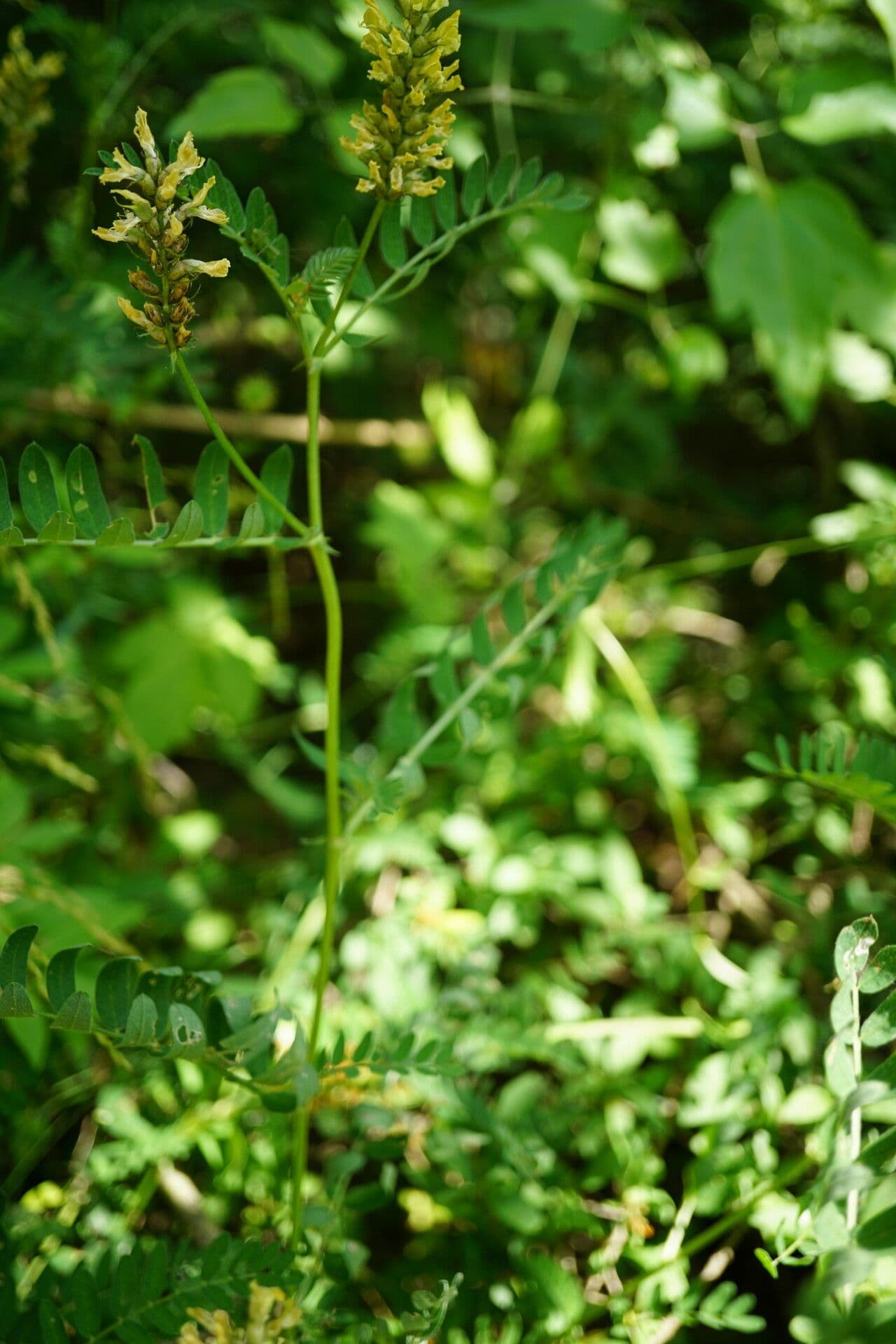 Astragalo ceci 11