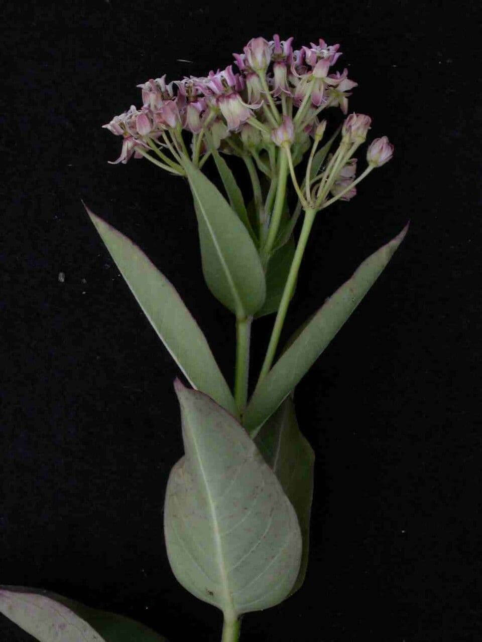 Asclepias mellodora 3