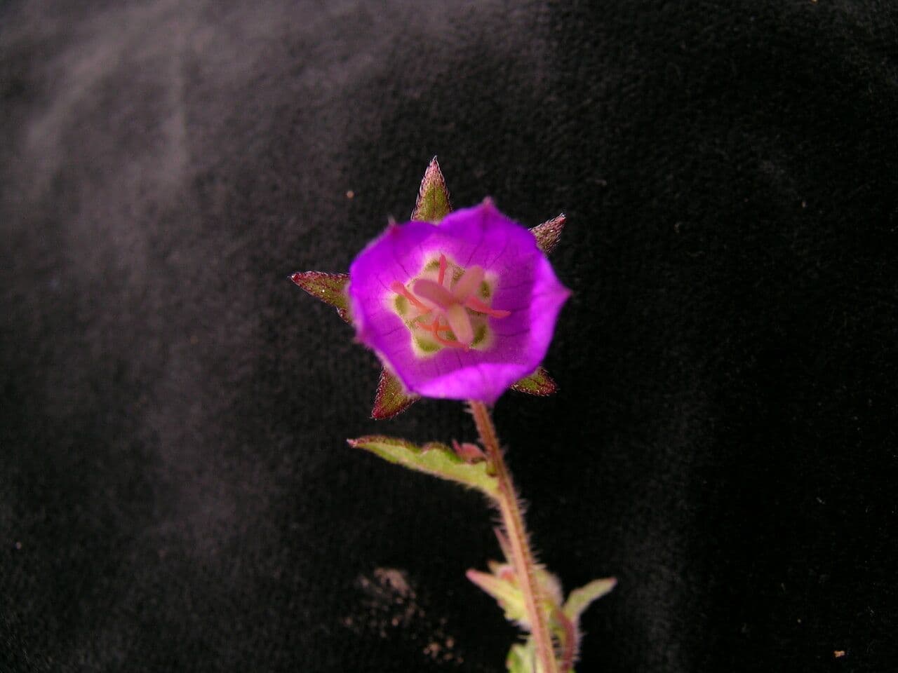 Campanula 13