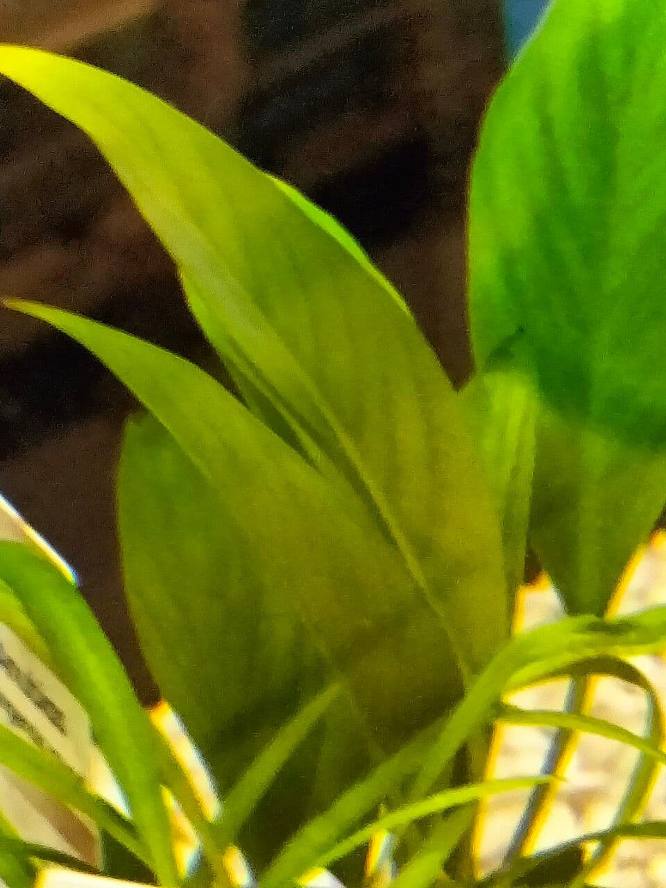 Anubias 4