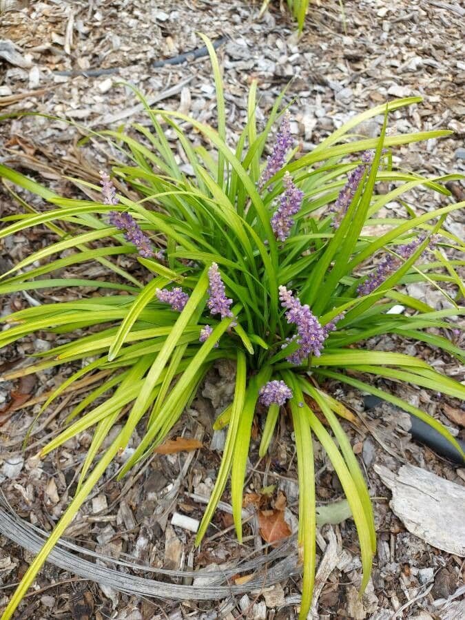 Liriope 24