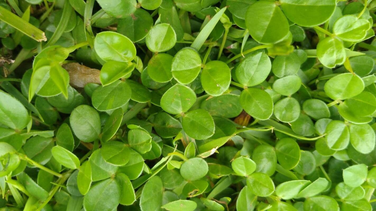 Zornia reticolata 12
