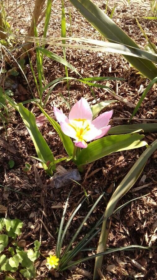 Tulipano 9