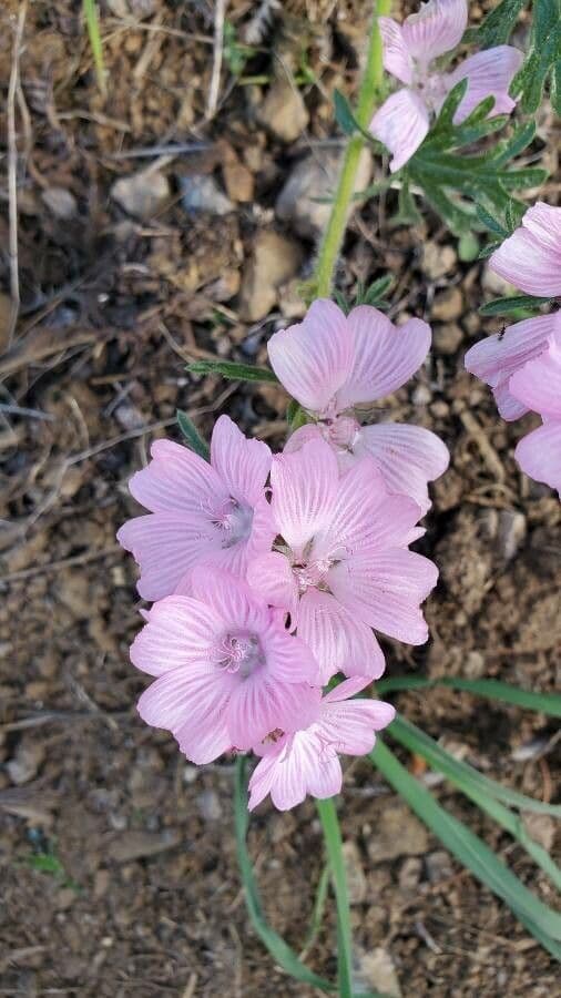 Sidalcea 4