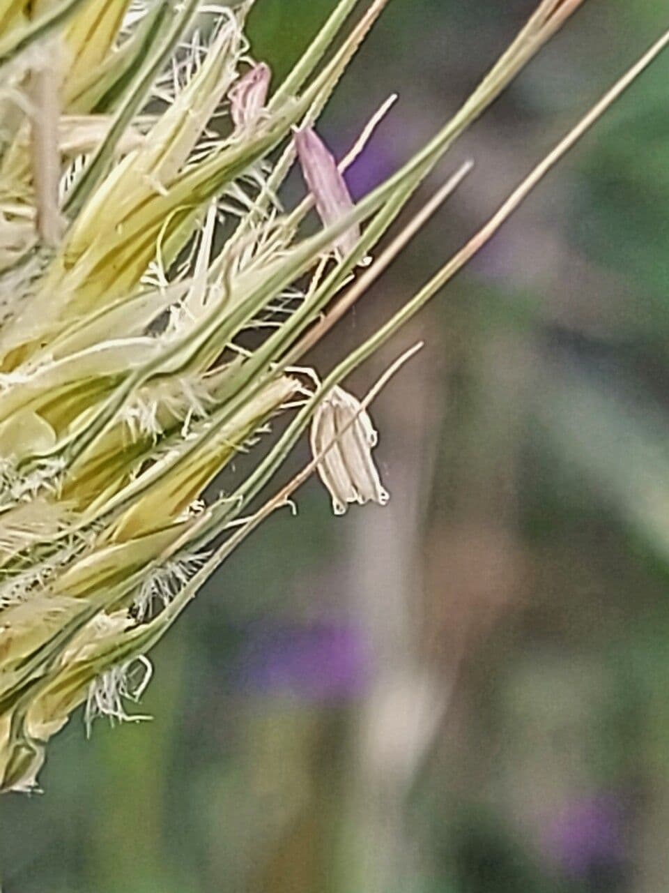 Orzo marittimo 8