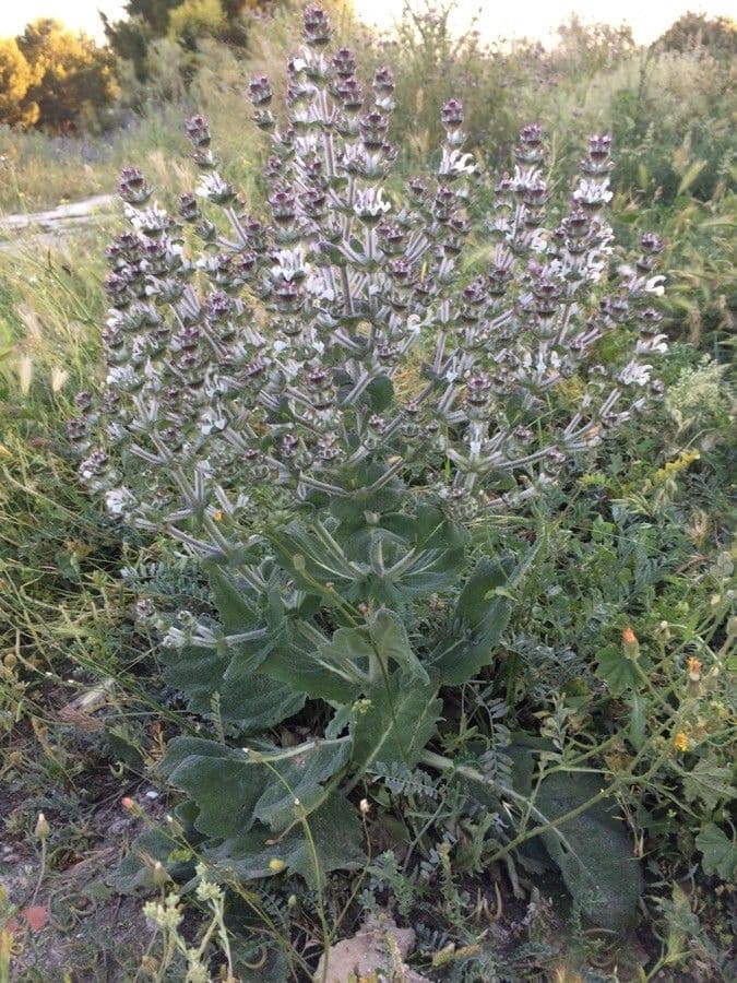 Salvia etiope 13