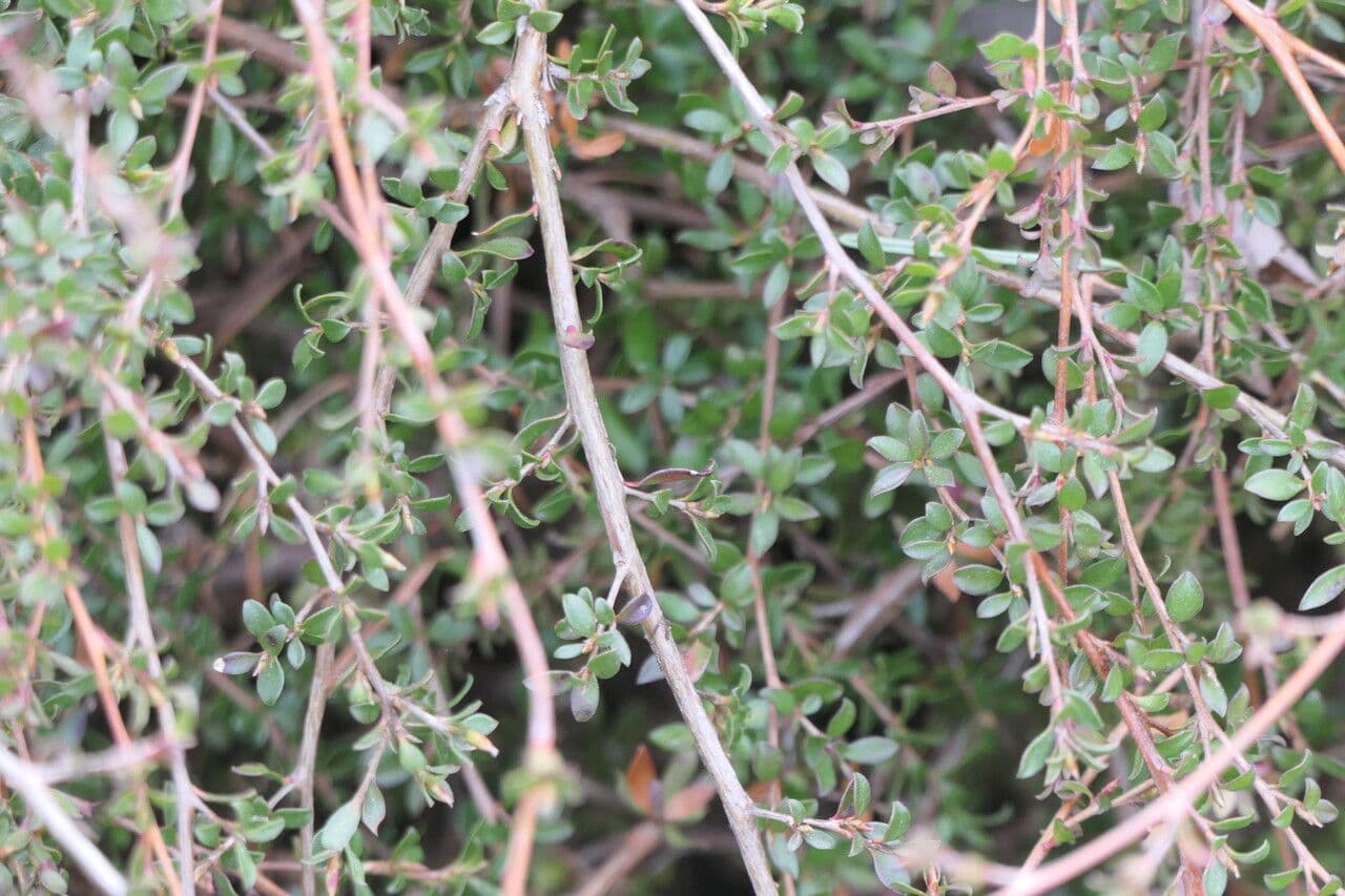 Teebaum