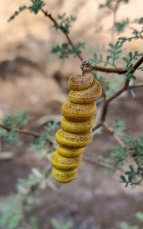 Kriechende Prosopis 3