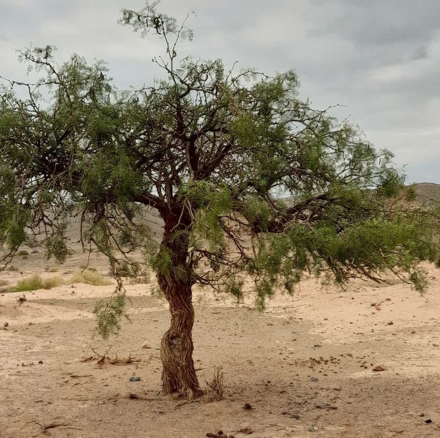 Mimosaceae 9