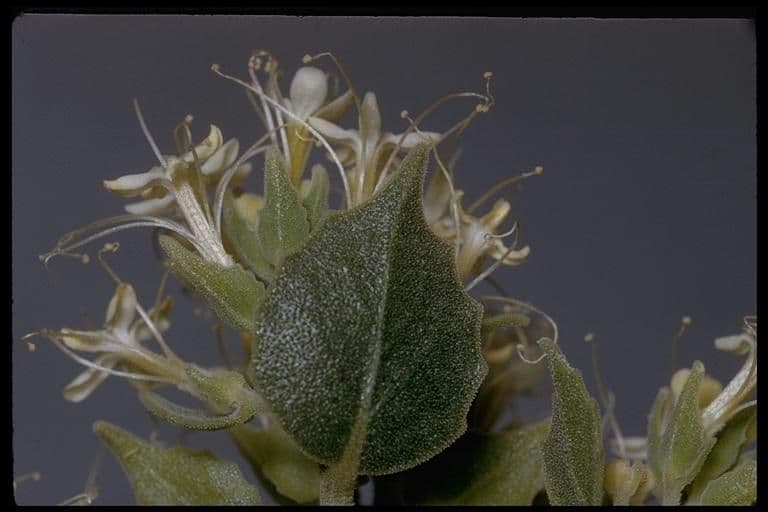 Petalonyx 11