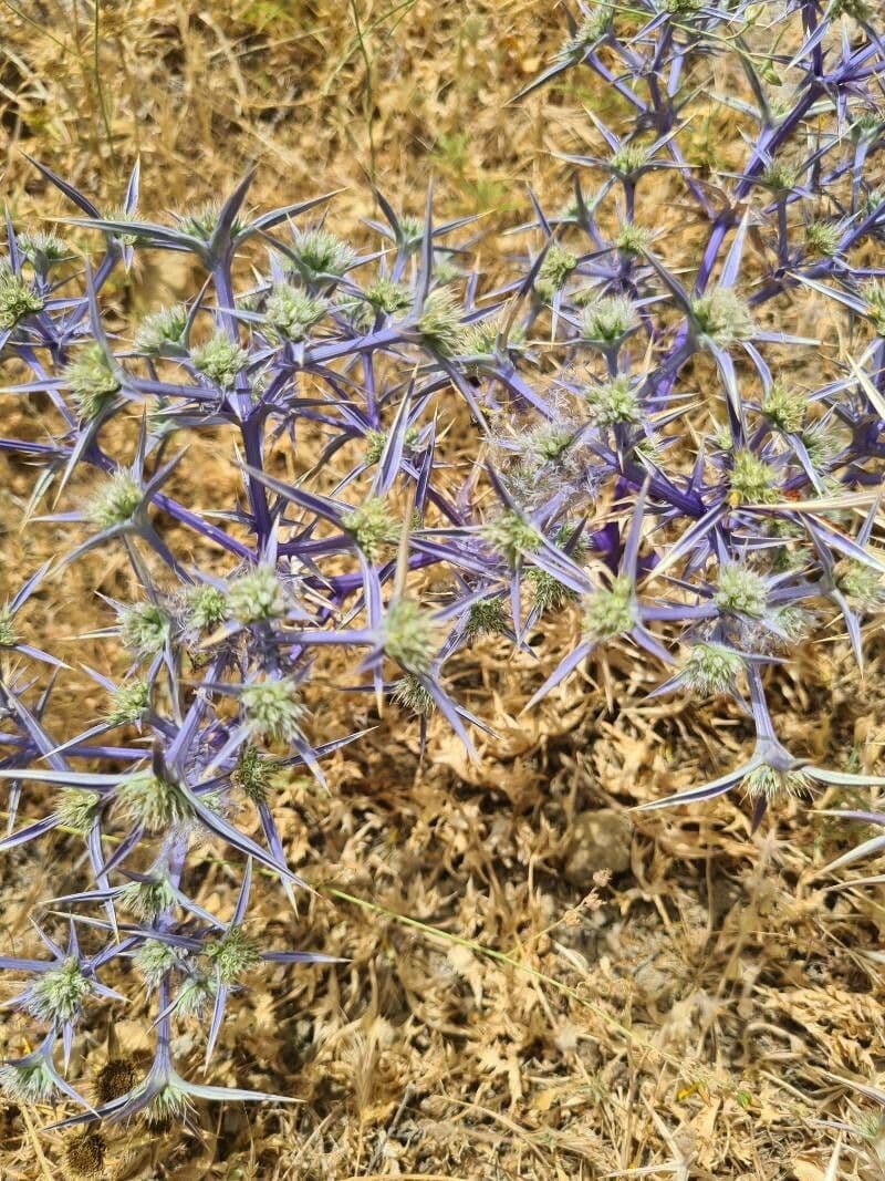 Panicaut crétois 3