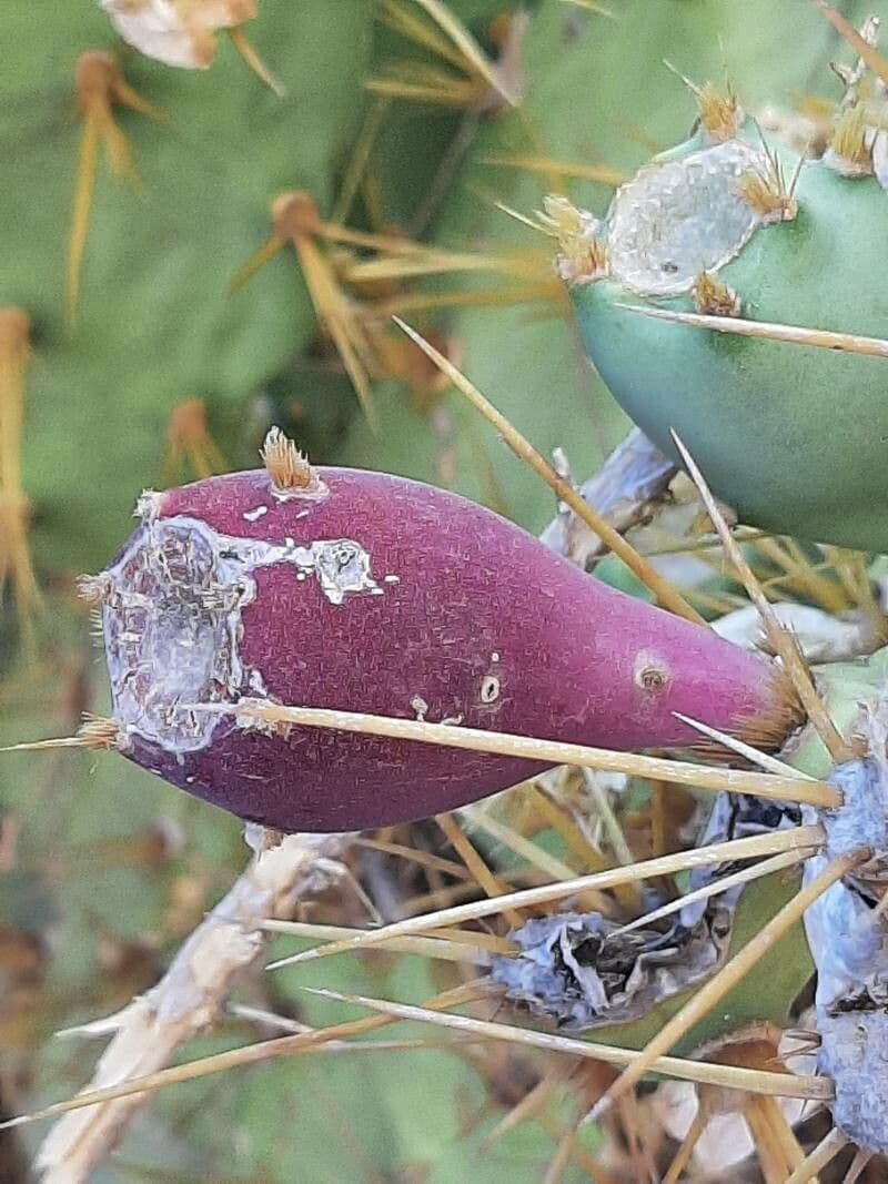 Nopal espinoso 2