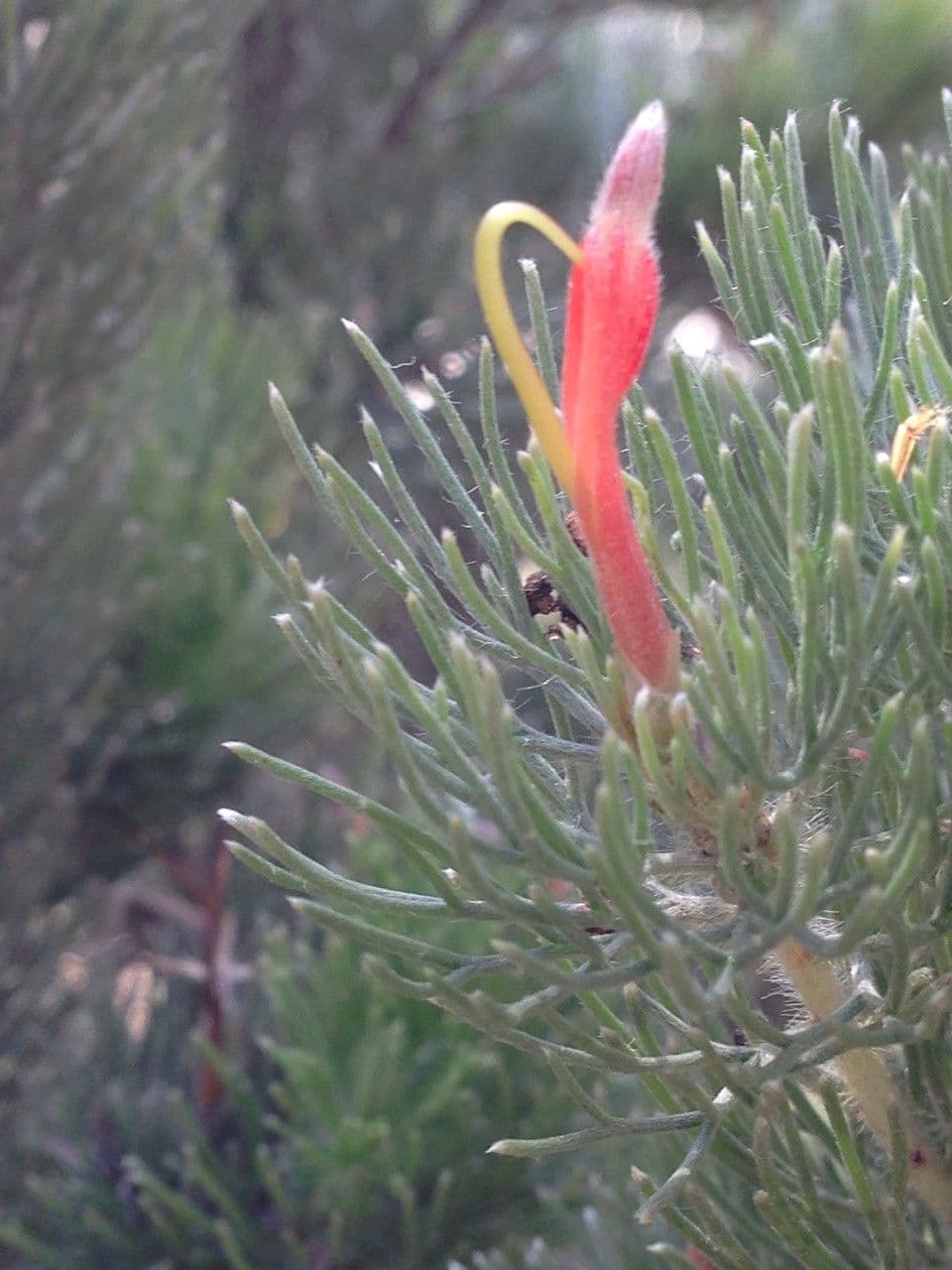 Adenanthos 22