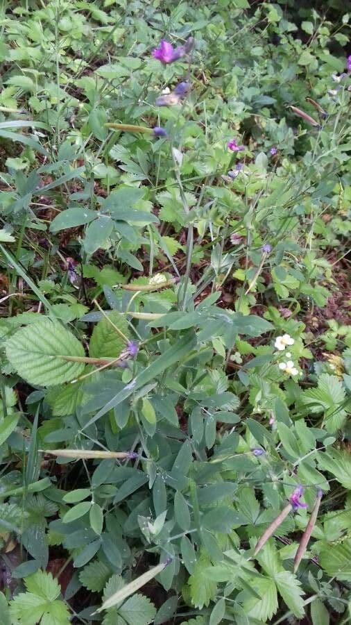 Groszek skrzydlasty 12