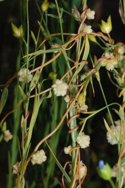 Cuscuta del lino 4